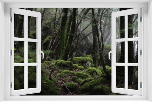 Fototapeta Naklejka Na Ścianę Okno 3D - Moss forest_9526