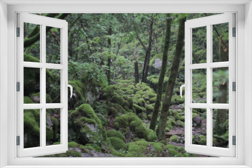 Fototapeta Naklejka Na Ścianę Okno 3D - Moss forest