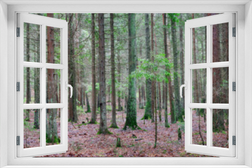 Fototapeta Naklejka Na Ścianę Okno 3D - panorama of an old spruce forest with moss on the ground