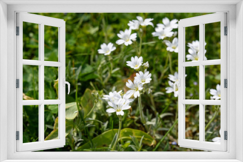 Fototapeta Naklejka Na Ścianę Okno 3D - Side view of large group of white flowers of evergreen perennial Cerastium tomentosum plant in a sunny spring garden, beautiful outdoor floral background
