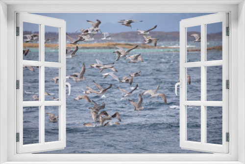 Fototapeta Naklejka Na Ścianę Okno 3D - Seagulls sail in the wind and find small fish in upset sea