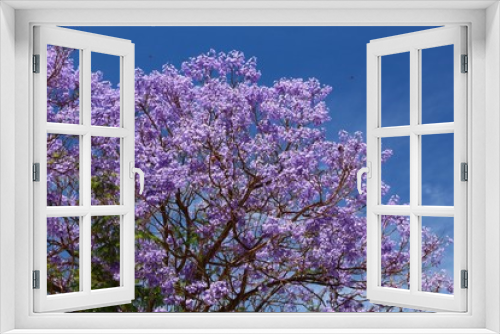 Fototapeta Naklejka Na Ścianę Okno 3D - Jacaranda tree