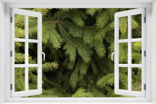 Fototapeta Naklejka Na Ścianę Okno 3D - Beautiful green Christmas tree in the Park