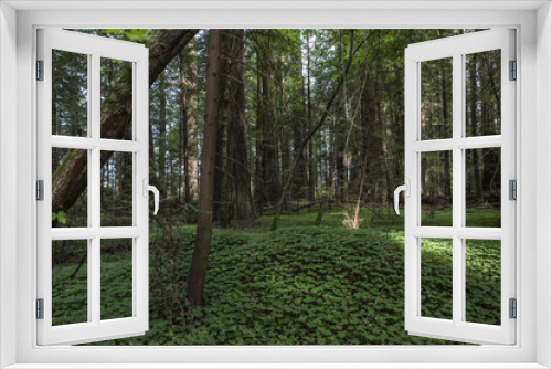 Fototapeta Naklejka Na Ścianę Okno 3D - The Redwoods