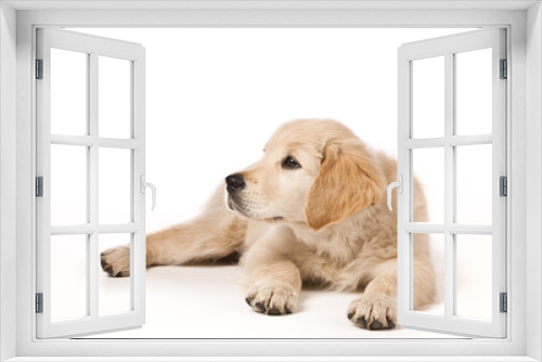 Fototapeta Naklejka Na Ścianę Okno 3D - Golden Retriever puppy