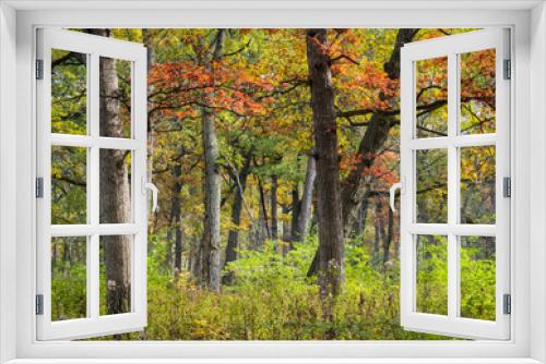 Fototapeta Naklejka Na Ścianę Okno 3D - An oak savanna in peak autumn color in a Midwest woodland.
