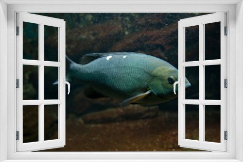 Fototapeta Naklejka Na Ścianę Okno 3D - Opaleye, rudderfish (Girella nigricans).