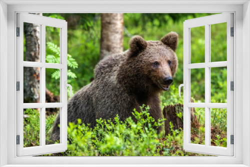 Fototapeta Naklejka Na Ścianę Okno 3D - Cub of Brown Bear in the summer forest. Closeup portrait. Natural habitat. Scientific name: Ursus arctos..