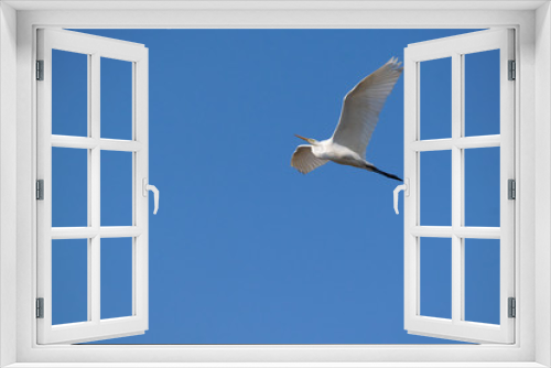 Fototapeta Naklejka Na Ścianę Okno 3D - 早春の麻機遊水地の空を飛ぶ白鷺