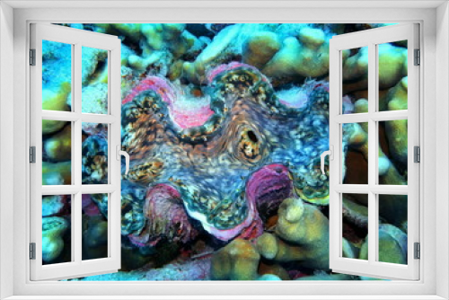 Fototapeta Naklejka Na Ścianę Okno 3D - The amazing and mysterious underwater world of Indonesia, North Sulawesi, Manado, clam