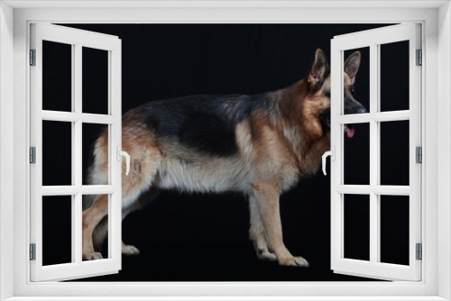 Fototapeta Naklejka Na Ścianę Okno 3D - cane,pastore,tedesco,maschio