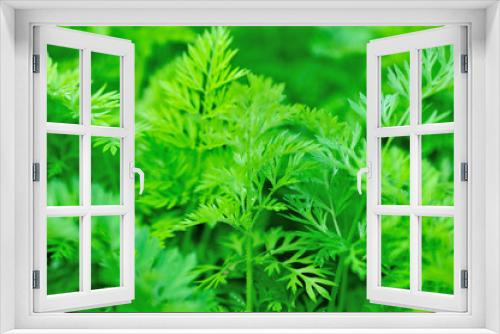 Fototapeta Naklejka Na Ścianę Okno 3D - Green carrot plants in growth at vegetable garden