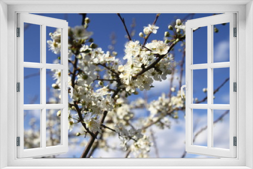 Fototapeta Naklejka Na Ścianę Okno 3D - Blooming gardens in spring, blooming spring tree, blooming flowers on trees, spring has come, selective focus, blooming branch on a tree