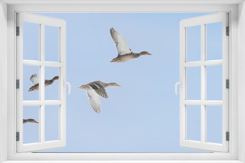 Fototapeta Naklejka Na Ścianę Okno 3D - four wild ducks fly to the right forward, making multi-amplitude flaps of their wings, on the right there is a place for the text