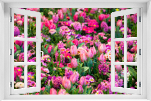 Fototapeta Naklejka Na Ścianę Okno 3D - Colorful Tulips, Hyacinthus, Narcissus, Primula,Ranunculus Flowerbeds in International 