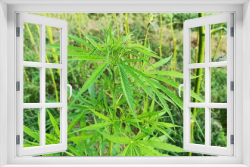 Fototapeta Naklejka Na Ścianę Okno 3D - Cannabis or Marijuana Plant Side View
