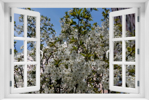 Fototapeta Naklejka Na Ścianę Okno 3D - Scenic view of cherry trees in court of residential house on a sunny say in springtime.