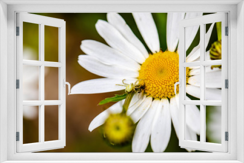 Fototapeta Naklejka Na Ścianę Okno 3D - Weiße Spinne an Margerite
