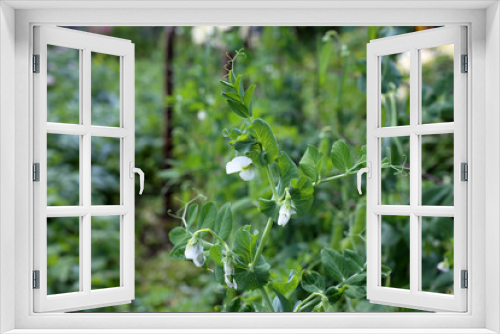 Fototapeta Naklejka Na Ścianę Okno 3D - Growing pea. Young flowers and pods