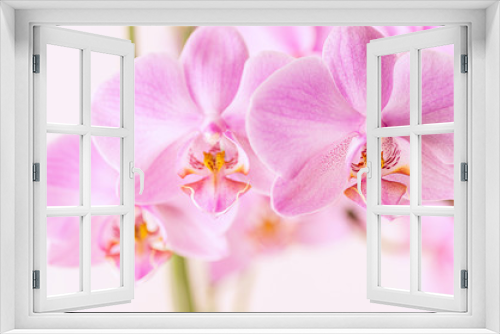 Fototapeta Naklejka Na Ścianę Okno 3D - Beautiful floral background. Pink orchids Phalaenopsis close-up. Horizontal format.