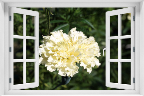 Fototapeta Naklejka Na Ścianę Okno 3D - White growing marigold in garden