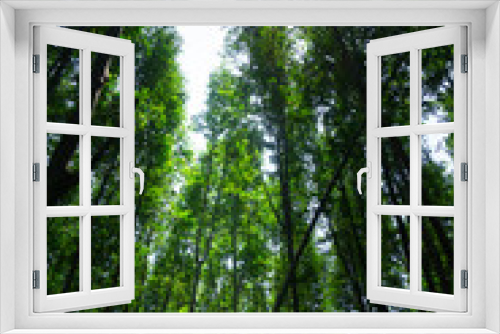 Fototapeta Naklejka Na Ścianę Okno 3D - Low angle view of beech forest in springtime - Vertical