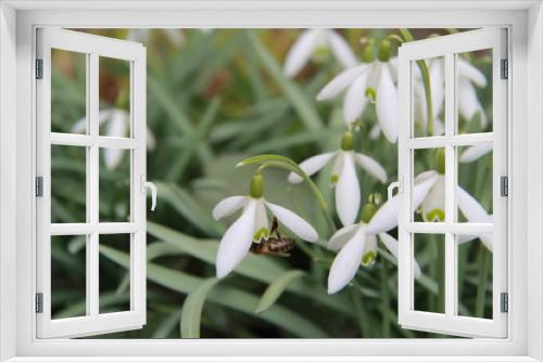 Fototapeta Naklejka Na Ścianę Okno 3D - An insect bee collects nectar from a snowdrops. Sharp foreground. Behind the blur
