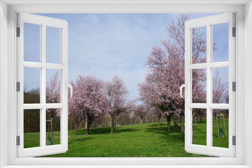 Fototapeta Naklejka Na Ścianę Okno 3D - Blühende Bäume