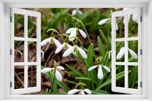 Fototapeta Naklejka Na Ścianę Okno 3D - Flowers snowdrops. First beautiful snowdrops in spring.  Common snowdrop blooming. Galanthus nivalis bloom in spring forest. White tender flower primrose.
