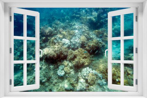 Fototapeta Naklejka Na Ścianę Okno 3D - Picture of the coral reef