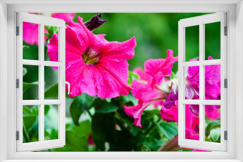 Fototapeta Naklejka Na Ścianę Okno 3D - petunia. bright pink color flower. flowerbed in summer. spring beauty and freshness. gardening and greenhouse concept. floral shop. blooming pink petals. flower with open buds
