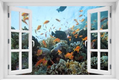 Fototapeta Naklejka Na Ścianę Okno 3D - Coral scene on the reef