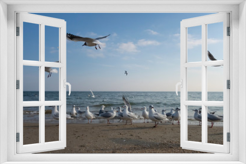 Fototapeta Naklejka Na Ścianę Okno 3D - Seagulls and pigeons on the seashore on the beach on a sunny spring day.