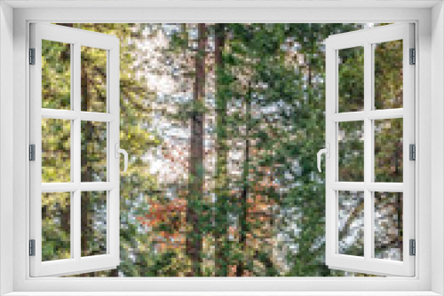Fototapeta Naklejka Na Ścianę Okno 3D - Yosemite National Park Valley, forest with colorful trees and ancient giant sequoias, by the end of Autumn and beginning of Winter Season, California, United States of America.