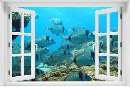 Fototapeta Naklejka Na Ścianę Okno 3D - School of fish two banded sea bream, Mediterranean sea, France