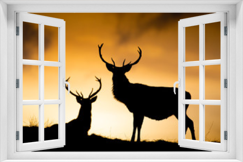 Fototapeta Naklejka Na Ścianę Okno 3D - Red Deer Sunset in Scotland
