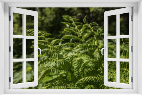 Fototapeta Naklejka Na Ścianę Okno 3D - fern in the forest thicket in sunny weather