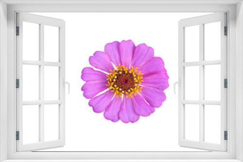 Fototapeta Naklejka Na Ścianę Okno 3D - Flowers are separate on a white background. There are red, pink, yellow, purple, and white  zinnia flowers.
