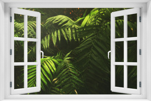 Fototapeta Naklejka Na Ścianę Okno 3D - Tropical summer background with jungle palm leaves and sunlight