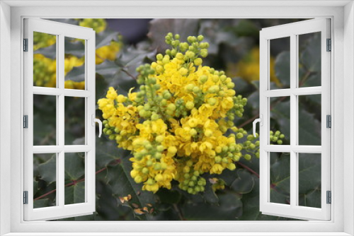 Fototapeta Naklejka Na Ścianę Okno 3D - Oregon grape yellow spring flower blossom