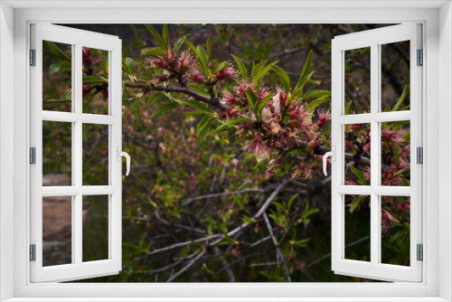 Fototapeta Naklejka Na Ścianę Okno 3D - beautiful flowers colors in the nature