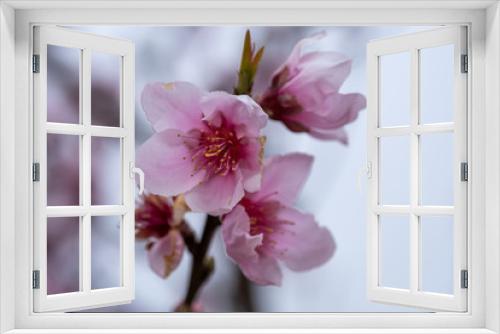 Fototapeta Naklejka Na Ścianę Okno 3D - Macro shot of pink white almond tree flowers