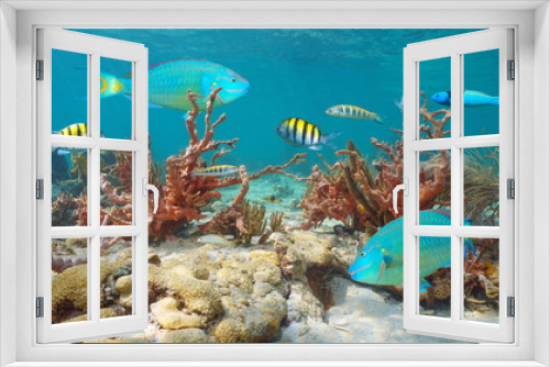 Fototapeta Naklejka Na Ścianę Okno 3D - Colorful marine life, tropical fishes and sponges underwater in Caribbean sea