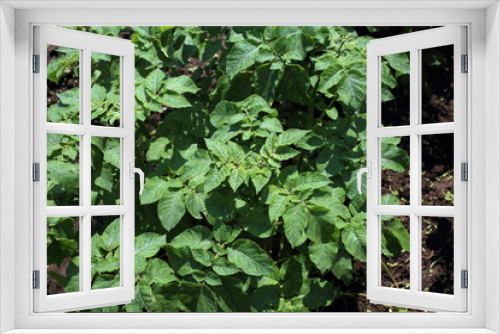 Fototapeta Naklejka Na Ścianę Okno 3D - Growing potato