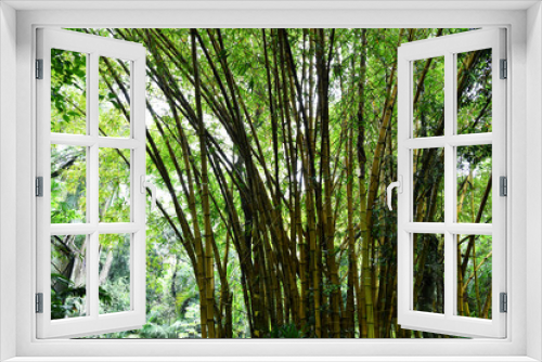 Fototapeta Naklejka Na Ścianę Okno 3D - green bamboo thicket in national nature park
