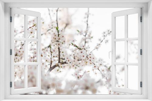 Fototapeta Naklejka Na Ścianę Okno 3D - flowering cherry plum tree, cherry plum tree blossoms beautifully with white flowers in the park