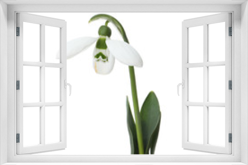 Fototapeta Naklejka Na Ścianę Okno 3D - Beautiful snowdrop isolated on white. Spring flower
