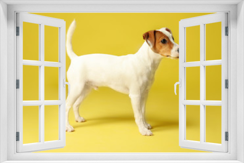 Fototapeta Naklejka Na Ścianę Okno 3D - Cute Jack Russel Terrier on yellow background. Lovely dog