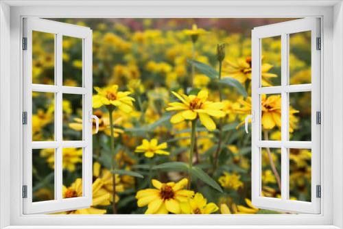 Fototapeta Naklejka Na Ścianę Okno 3D - defocused background with yellow flower field.