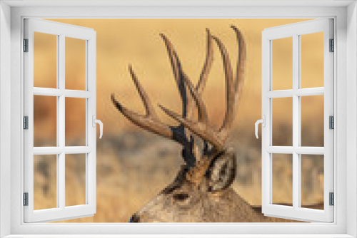 Fototapeta Naklejka Na Ścianę Okno 3D - Mule Deer Buck in Colorado During the Rut in Autumn